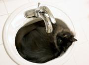 Cat napping in a sink