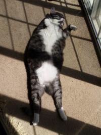 Cat on its back