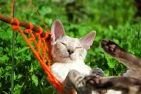 Cat in a hammock