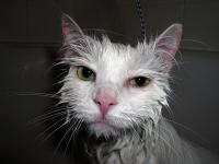 Wet cat