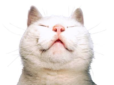 Blissed out cat