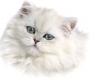 Persian