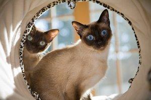 Pair of Siamese cats