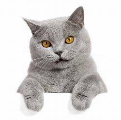 male cat behavior kitten pictures