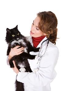 after neutering behavior after neuter or spay after neutering behavior after neuter or spay