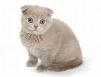 63868-200x154-Scottish_kitten.jpg