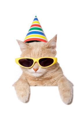 funny cat films