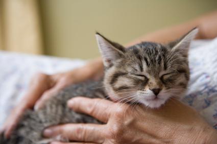 purr