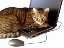 Cat and "mouse"