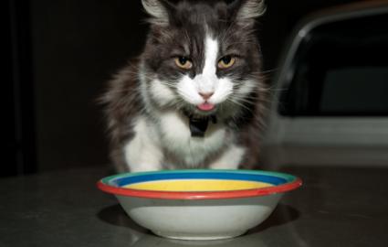 Cats love delicious, homemade cat food.