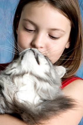 Maine Coon Cat