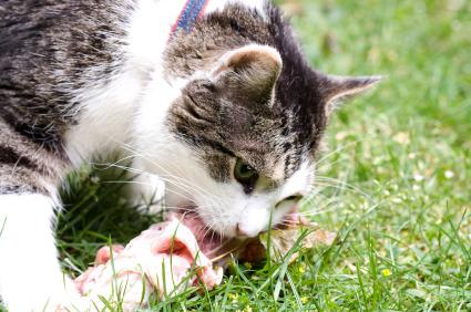 Cat eating prey