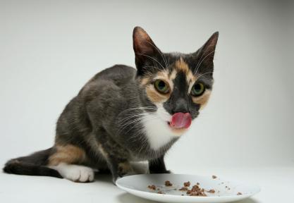 Could raw food benefit your cat?
