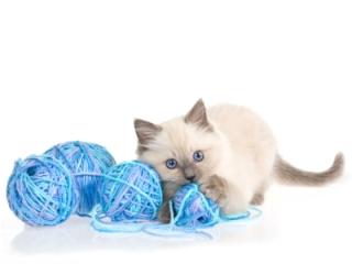 Cute ragdoll kitten with blue yarn