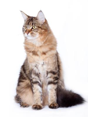 Maine Coon Cat with tabby markings