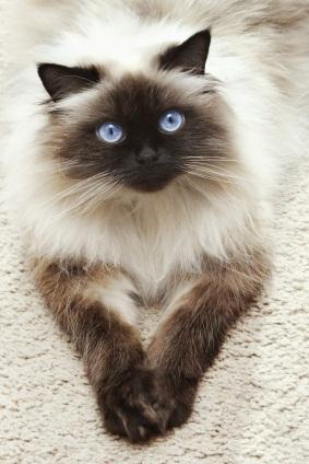gray himalayan cat