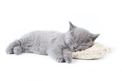 Gray kitten