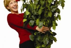 World's Tallest Roses
