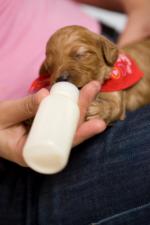 Become an ASPCA Volunteer