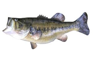 fish recipes