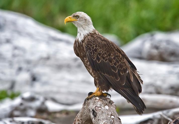 How to Draw a Bald Eagle [Slideshow]