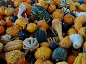 gourds
