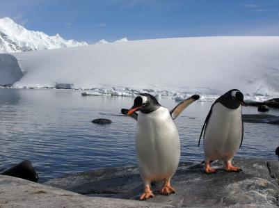Penguins