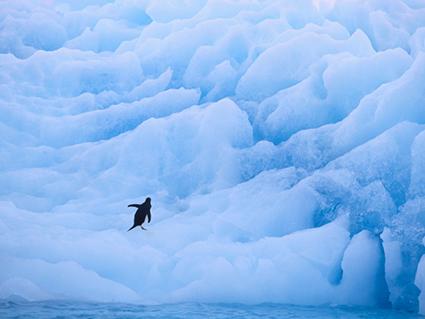 Glacial Penguin