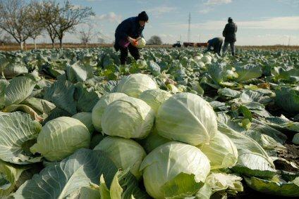 Pros and Cons of the Cabbage Soup Diet | LoveToKnow