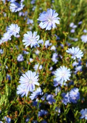 Chicory Used to Treat Gallbladder