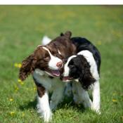 Flirting dogs