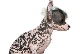Chinese Crested Hairless puppy