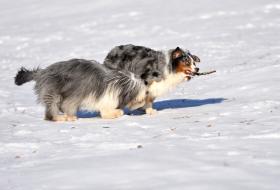 Bearded Collie and Australian Shepherd