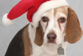 christmas beagle dog