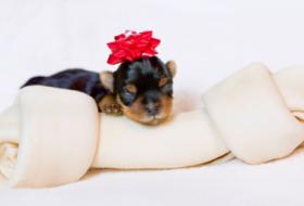 dog bone puppy bow