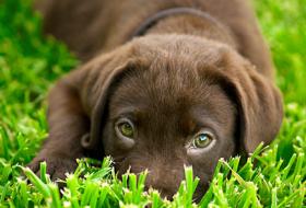Puppy