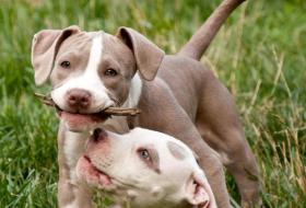 How Long Can You Give Canine Aspirin To A Dog How Long Can You Give Canine Aspirin To A Dog