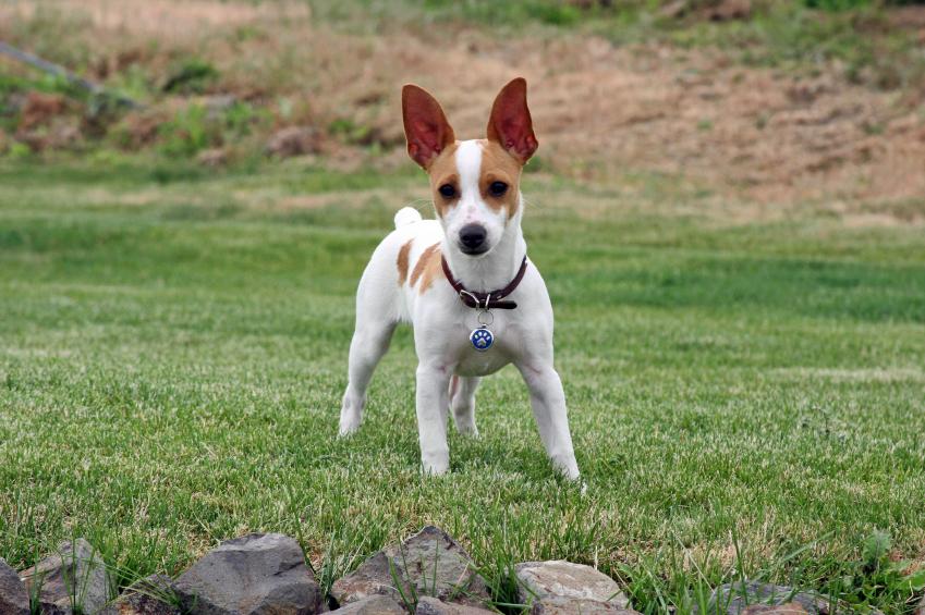 Rat Terrier Dog Pictures [Slideshow]