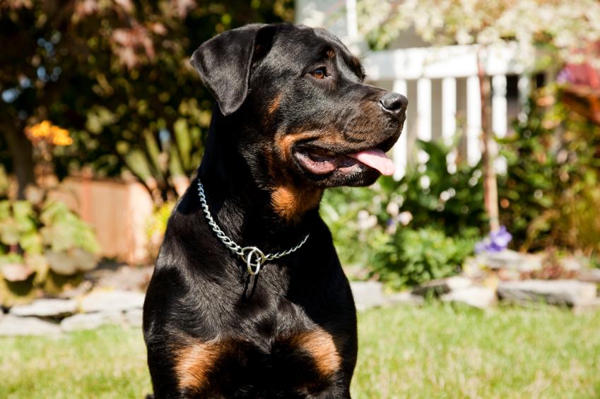 rottweiler facts rottweiler facts slideshow rottweiler facts rottweiler facts slideshow