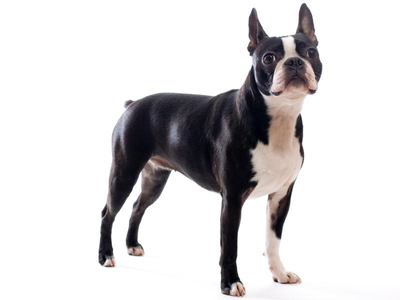 West Highland Dog For Sale Wales West Highland Dog For Sale Wales