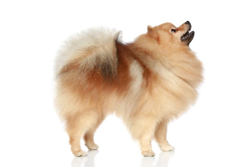 6 pound pomeranian small breed pictures slideshow 6 pound pomeranian small breed pictures slideshow
