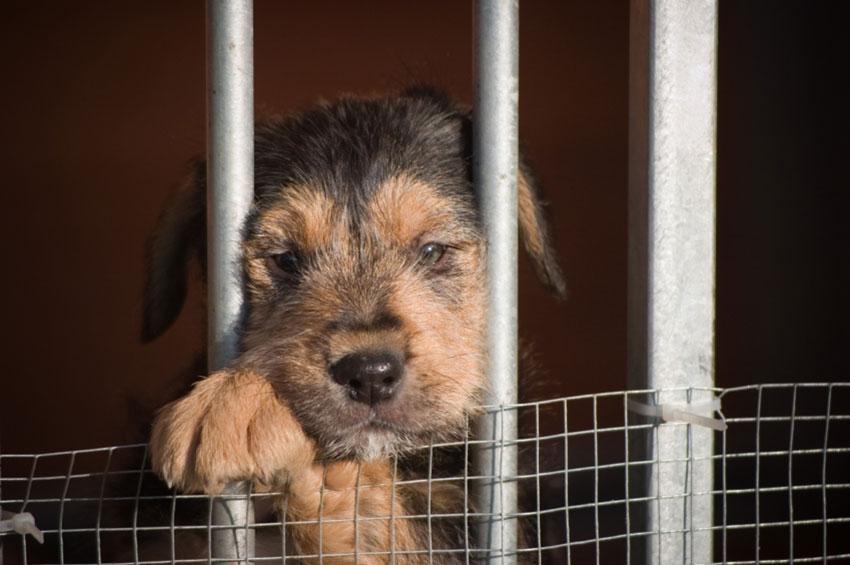 puppy mill facts wisconsin with new style for 2016 2017 puppy mill facts wisconsin with new style for 2016 2017