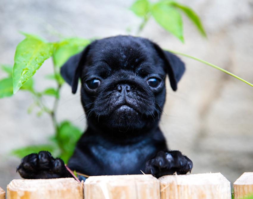 pug puppies wiki puppy gallery slideshow pug puppies wiki puppy gallery slideshow