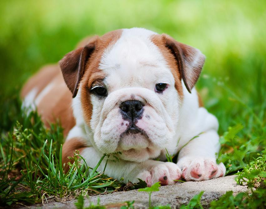 puppy slideshow puppy gallery slideshow puppy slideshow puppy gallery slideshow
