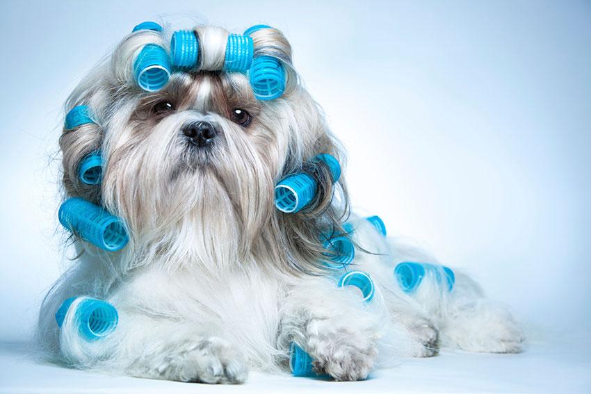 Dog Grooming Gone Bad 19 Horrifying Pictures [Slideshow]