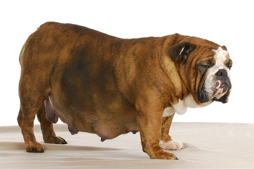 gestation of dogs image gallery gestation of dogs image gallery