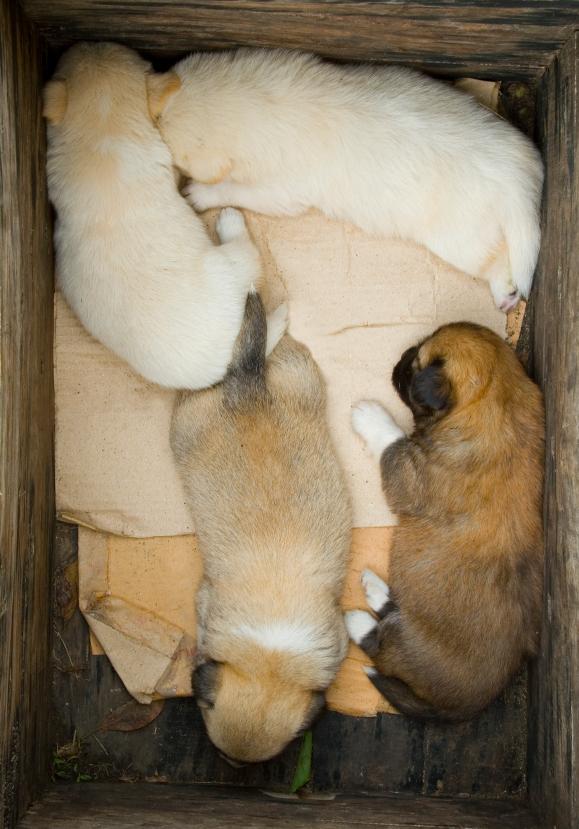 puppy mill statistics puppy mills quotes puppy mill statistics puppy mills quotes