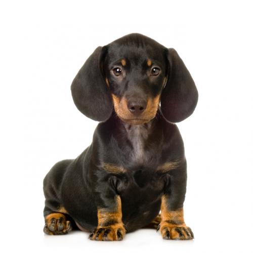 ... sign of heart blockage as is often witnessed with a case of heartworms