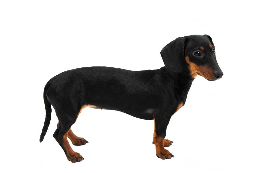 canadian golden retriever adoption service inc miniature dachshund average weight dogs our friends photo canadian golden retriever adoption service inc miniature dachshund average weight dogs our friends photo