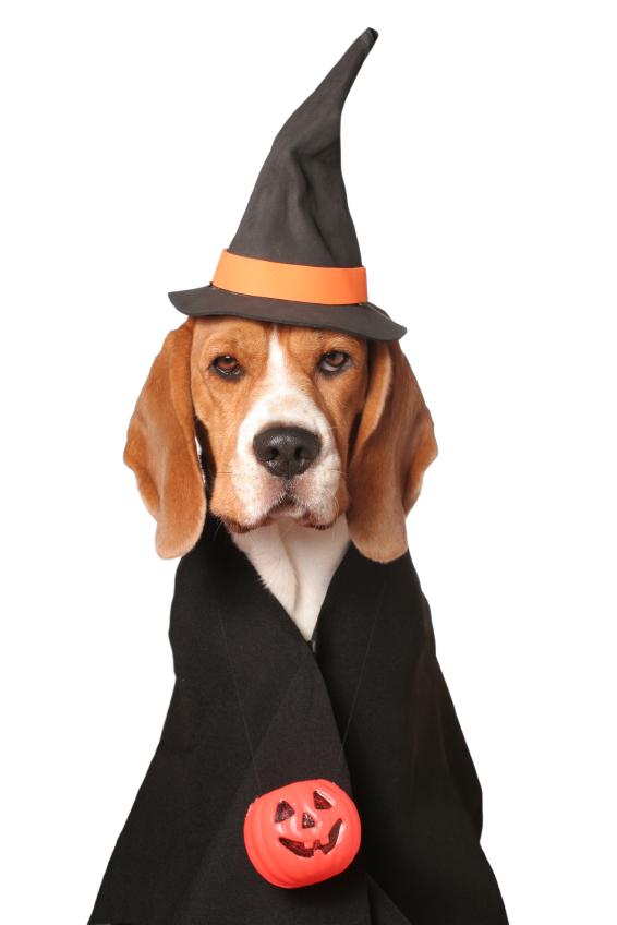 Funny Halloween Dog Pictures [Slideshow]